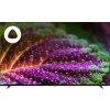 Телевизор Digma 65" DM-LED65UBB33 черный LED UHD 60Hz Яндекс ТВ