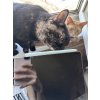 Стилус Samsung S Pen Galaxy Tab для Samsung Galaxy Tab S10 Lite белый (EJ-PP610BWEGRU)
