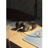 Беспроводные/проводные наушники Marshall Major V бежевый, накладные, Bluetooth + проводной, беспроводная зарядка